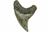 Rare, Fossil Benedini Shark Tooth - North Carolina #208094-1